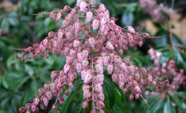 Pieris japonica 'Boltman's Pink'-  pieris japoński - Pieris japonica 'Boltman's Pink'