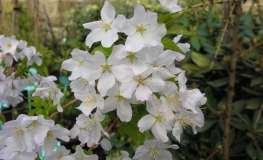 Prunus nipponica  'Brillant' - Prunus kurilensis ; Zwergkirsche - Prunus nipponica  'Brillant' ; Prunus kurilensis ;  Prunus nipponica var kurilensis