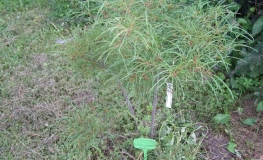 Frangula alnus 'Asplenifolia' - kruszyna pospolita ; szakłak kruszyna ; wilczyna, troszczyna - Frangula alnus 'Asplenifolia' ; Rhamnus frangula