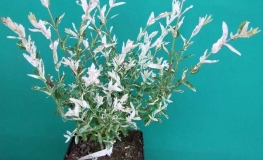 Salix integra 'Hakuro-nishiki' - Japanese Dappled Willow - Salix integra 'Hakuro-nishiki'