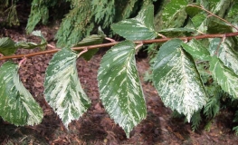 Ulmus minor 'Argenteovariegata' - Feldulme - Ulmus minor 'Argenteovariegata' ; Ulmus campestris ; Ulmus carpinifolia ; Ulmus foliacea ;