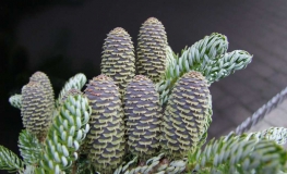 Abies koreana  'Silberlocke' - Korean fir - Abies koreana 'Silberlocke'