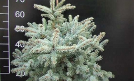 Picea pungens 'Blue Trinket' - Stech-Fichte ; Blaufichte - Picea pungens 'Blue Trinket'