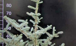 Picea pungens 'Iseli Foxtail' - Eль колючая - Picea pungens 'Iseli Foxtail'