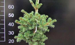 Picea pungens 'Lucky Strike' - Stech-Fichte ; Blaufichte - Picea pungens 'Lucky Strike'