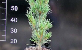 Pinus cembra 'Compacta Glauca' - sosna limba - Pinus cembra 'Compacta Glauca'