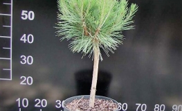 Pinus densiflora 'Compacta' - Japanese pine  ; Japanese red pine, - Pinus densiflora 'Compacta'