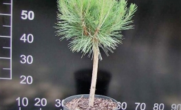 Pinus densiflora 'Compacta' - Japanische Rotkiefer - Pinus densiflora 'Compacta'