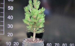 Pinus heldreichii 'Satellit' - cосна Гельдрейха - Pinus heldreichii 'Satellit' ; Pinus leucodermis