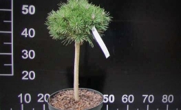 Pinus mugo 'Fructata' - Cосна горная - Pinus mugo  'Fructata'