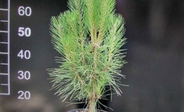 Pinus nigra 'Pyramidalis' - sosna czarna - Pinus nigra 'Pyramidalis'