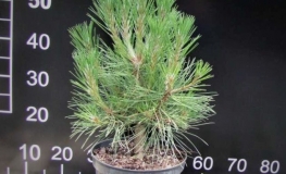 Pinus nigra 'Spielberg' - sosna czarna - Pinus nigra 'Spielberg'