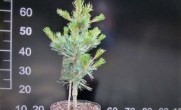 Pinus parviflora 'Hagaromo Seedling' - Cосна мелкоцветковая - Pinus parviflora 'Hagaromo Seedling'