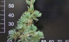 Pinus pumila 'Globe'- sosna karłowa - Pinus pumila 'Globe