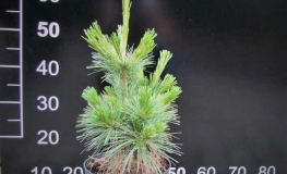 Pinus xschwerinii 'Wiethorst' - Schwerinkiefer - Pinus xschwerinii 'Wiethorst'