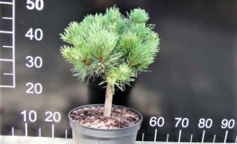 Pinus sylvestris 'Longmoor' - sosna zwyczajna - Pinus sylvestris 'Longmoor'