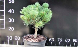 Pinus sylvestris 'Longmoor' - sosna zwyczajna - Pinus sylvestris 'Longmoor'