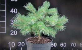 Pinus sylvestris 'Saxatilis' - sosna zwyczajna - Pinus sylvestris  'Saxatilis'