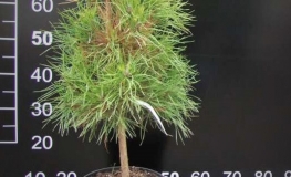 Pinus sylvestris 'Viridis Compacta' - sosna zwyczajna - Pinus sylvestris 'Viridis Compacta'