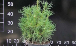 Pinus sylvestris 'Xawery' - sosna zwyczajna - Pinus sylvestris 'Xawery'