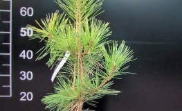 Pinus thunbergii 'Ogon' - Cосна Тунберга - Pinus thunbergii 'Ogon'