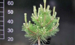 Pinus thunbergii 'Sayonara' - sosna Thunberga - Pinus thunbergii 'Sayonara'