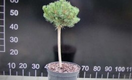 Pinus mugo 'Uncinata Compacta' - kosodrzewina - Pinus mugo 'Uncinata Compacta' ; Pinus uncinata