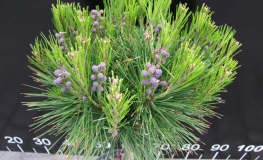 Pinus mugo 'Grüne Welle' - kosodrzewina ; sosna górska - Pinus mugo 'Grüne Welle' ;  Pinus uncinata