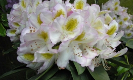 Albarello- Рододендрон гибридный - Albarello - Rhododendron hybridum