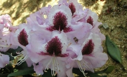 Alexis- Рододендрон гибридный - Alexis - Rhododendron hybridum