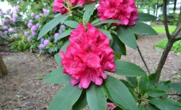 America - Рододендрон гибридный - America - Rhododendron hybridum