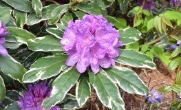 Anna's Platinum - Rhododendron hybrid - Anna's Platinum - Rhododendron hybridum