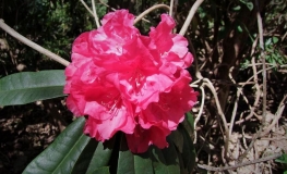 Armistice Day- Рододендрон гибридный - Armistice Day - Rhododendron hybridum