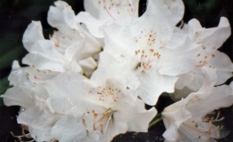 Arno- Рододендрон гибридный - Arno - Rhododendron hybridum