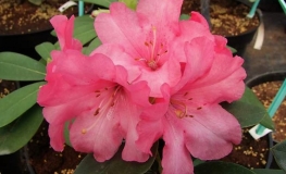 August Lamken - Рододендрон гибридный - August Lamken - Rhododendron hybridum
