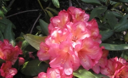 Balalaika  dichroanthum - Рододендрон - Balalaika  dichroanthum - Rhododendron hybridum