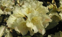 Bananaflip wardii-hybr. - Рододендрон гибридный - Bananaflip wardii-hybr.  - Rhododendron hybridum