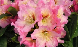 Bangkok - Рододендрон гибридный - Bangkok - Rhododendron hybridum