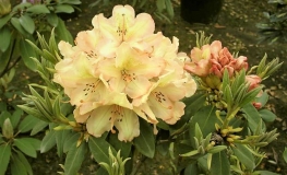 Belkanto - Рододендрон гибридный - Belkanto - Rhododendron hybridum