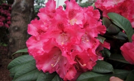 Berliner Liebe  insigne-hybr- Рододендрон гибридный - Berliner Liebe  insigne-hybr - Rhododendron hybridum