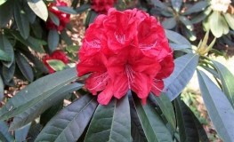 Bibiani  - Рододендрон гибридный - Bibiani - Rhododendron hybridum