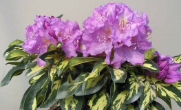 Blattgold- Рододендрон гибридный - Blattgold - Rhododendron hybridum