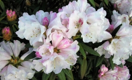 Blewbury Рододендрон гибридный - Blewbury - Rhododendron hybridum