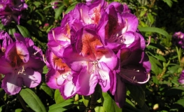 BlueBell- Рододендрон гибридный - BlueBell - Rhododendron hybridum