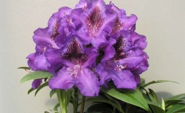Blue Boy- Рододендрон гибридный - Blue Boy - Rhododendron hybridum
