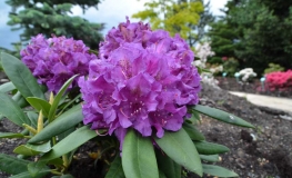 Bohlken's Lupinenberg Laguna-  Rhododendron yakushimanum - Bohlken's Lupinenberg Laguna -Rhododendron yakushimanum