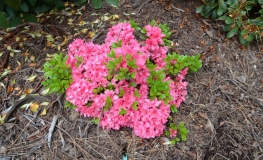 Rokoko - Japanische Azalee - Rokoko - Rhododendron; Azalea japonica; Rhododendron  Hachmann's Rokoko