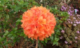 Mandarin Lights - Azalea - Mandarin Lights - Rhododendron (Azalea)