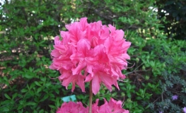 Rosy Lights - Azalia wielkokwiatowa - Rosy Lights - Rhododendron  (Azalea)