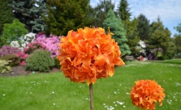 Glowing Embers - Azalia wielkokwiatowa - Glowing Embers - Rhododendron (Azalea)